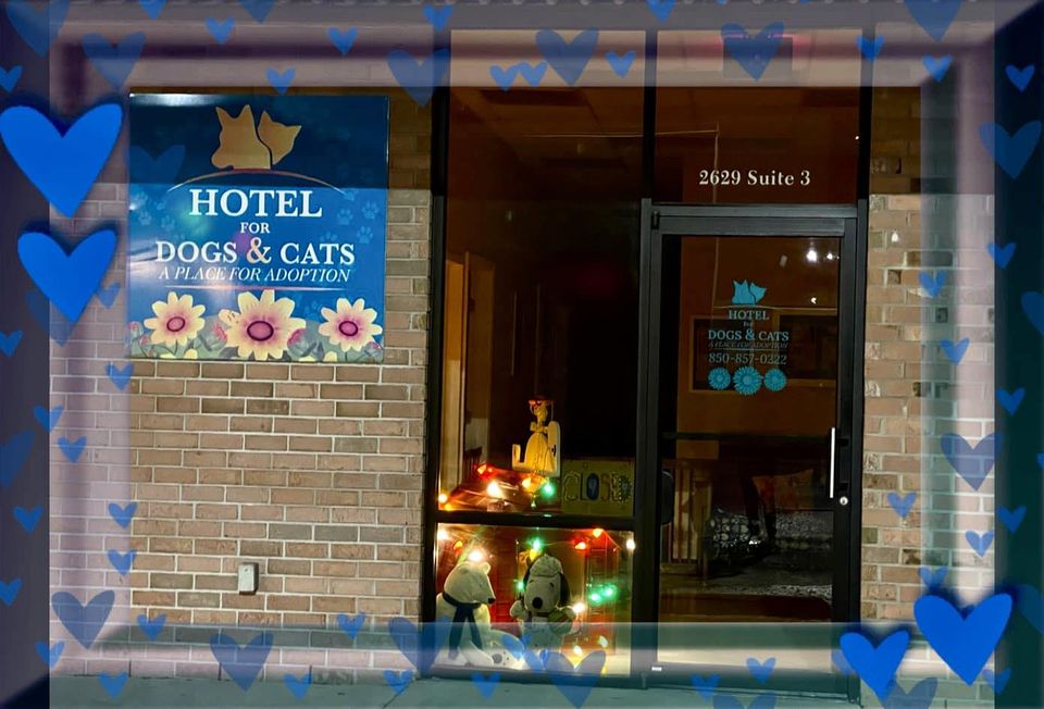 hotel for dogs business plan
